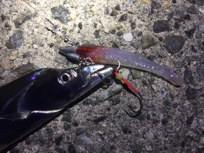 タチウオ、依然好調