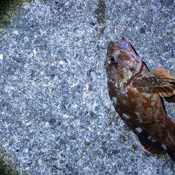上手い人ほど釣れるケンサキ
