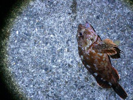 上手い人ほど釣れるケンサキ