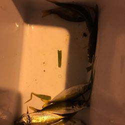 子どもとサビキ釣り