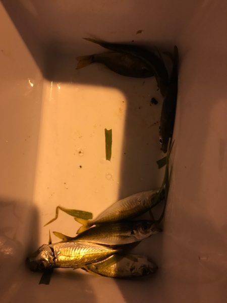 子どもとサビキ釣り