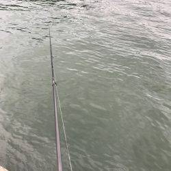 京丹後、伊根アオリランガン新子調査