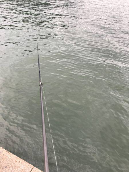 京丹後、伊根アオリランガン新子調査