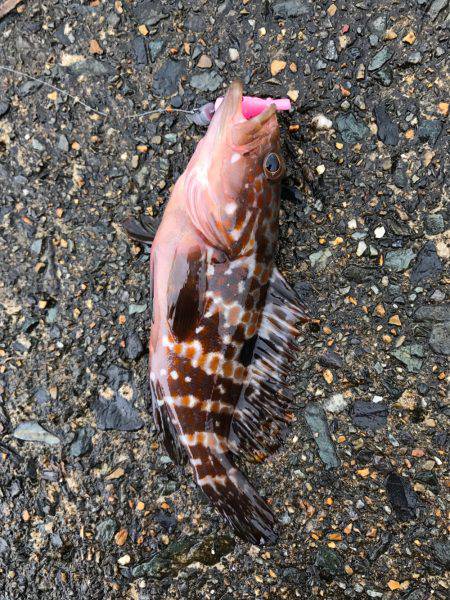 鉛針の仕掛けで。