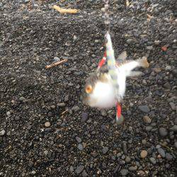 帰省遠征釣行（まだまだアウェイ）