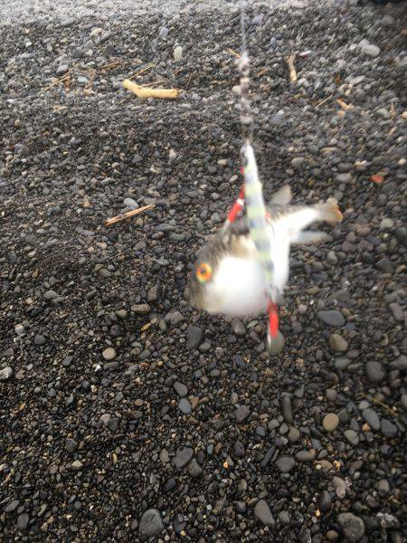 帰省遠征釣行（まだまだアウェイ）