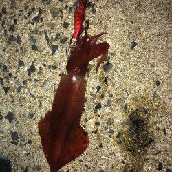 ケンサキフィーバー＆マメアジング