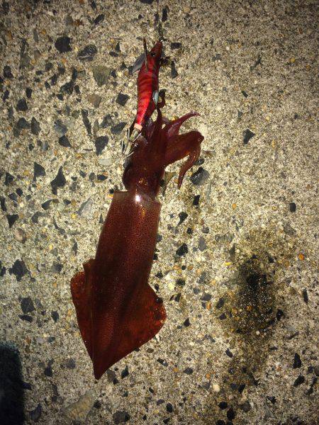 ケンサキフィーバー＆マメアジング