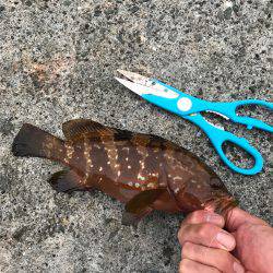 ネッギョリング