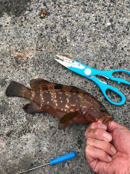 ネッギョリング