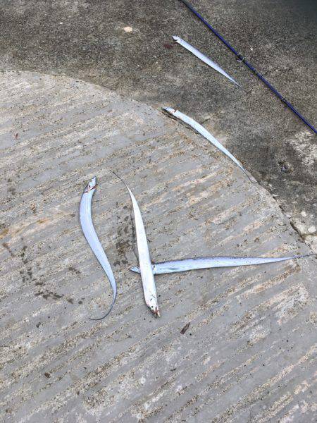 淡路島沼島に行く前に遊んでくれました✨