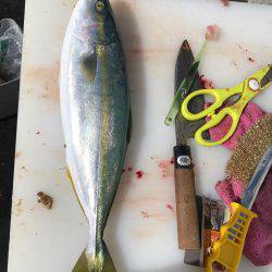 ミツヤ丸 落とし込みサビキ