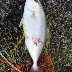 あしずり港にて