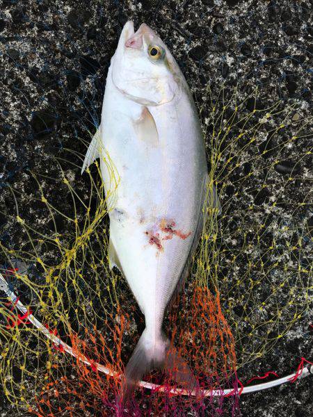 あしずり港にて