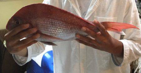 鯛ラバデビュー