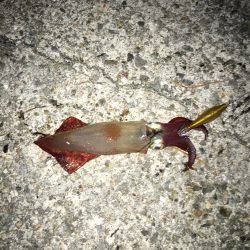 ケンサキ釣れた