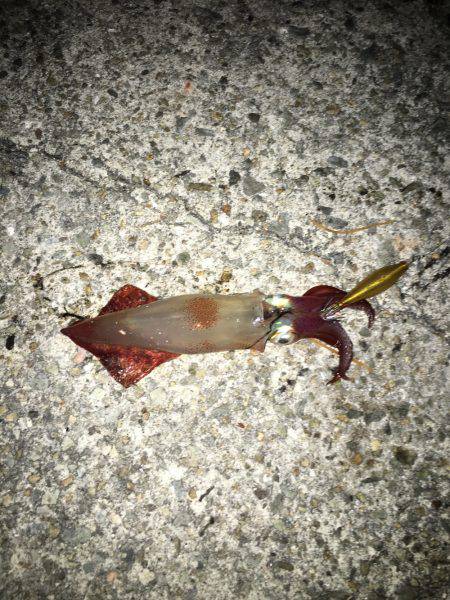 ケンサキ釣れた