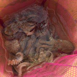 タコ釣り  明石  阪本丸