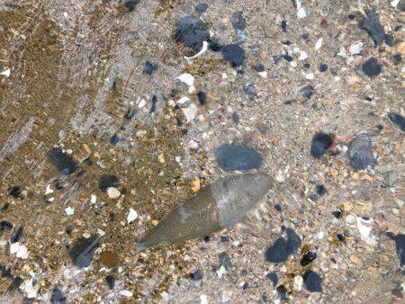 楠サーフ昼から