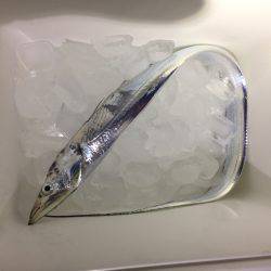 タチウオ調査！