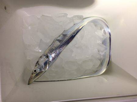 タチウオ調査！