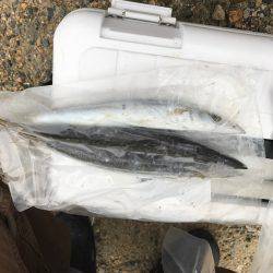 カマス ケンサキイカ