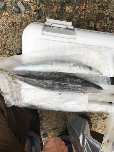 カマス ケンサキイカ