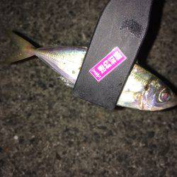 豆アジ時々サヨリ(乗らへんし〜)