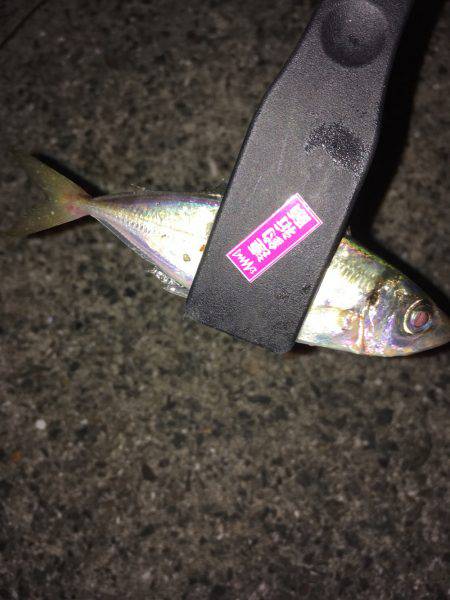 豆アジ時々サヨリ(乗らへんし〜)