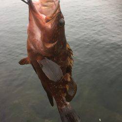 またまたデイアコウ