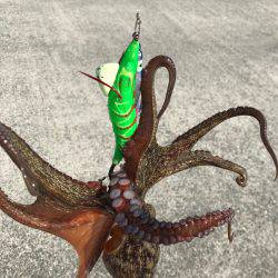 やっぱり、タコりました！