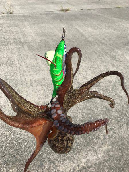 やっぱり、タコりました！