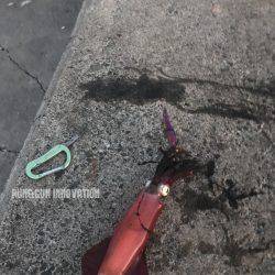 福井嶺北から常神半島までランガン新子調査