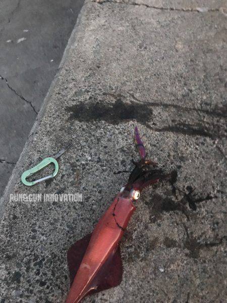 福井嶺北から常神半島までランガン新子調査