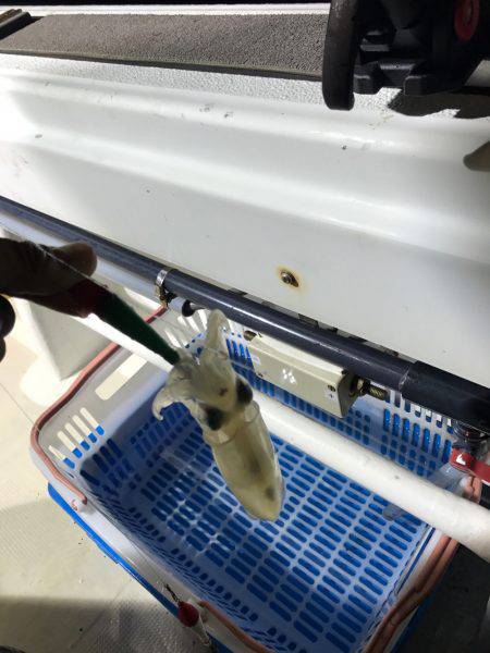 台風明けのイカメタル