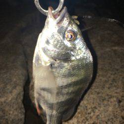 淀川ブリゲー 100枚達成