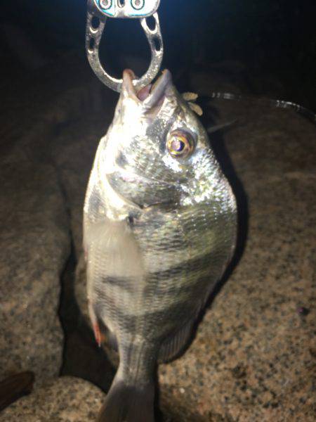 淀川ブリゲー 100枚達成