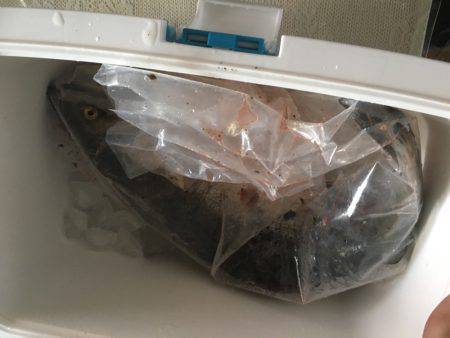 カラフトマス！