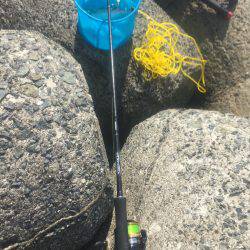 ライトショアジギングでサバ