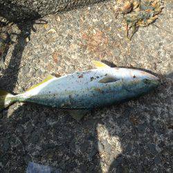 ツバス狙いで大蔵海岸！！