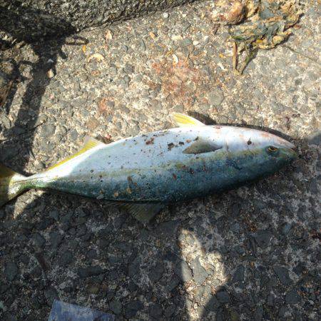 ツバス狙いで大蔵海岸！！