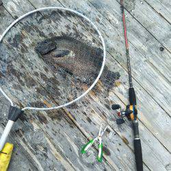 8月の海上釣堀オーパ!!シマアジ祭り