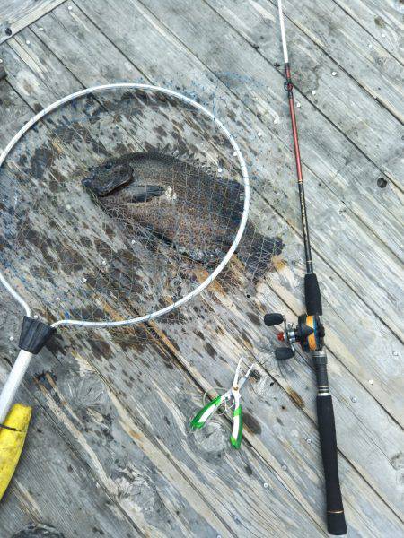 8月の海上釣堀オーパ!!シマアジ祭り