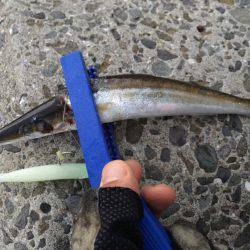 ワインドカマス