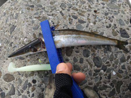 ワインドカマス