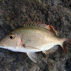 石垣島旅行 夕飯前にちょい釣り