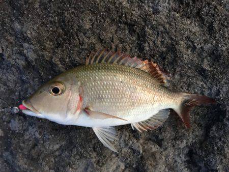 石垣島旅行 夕飯前にちょい釣り