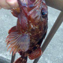 盆明けアジング