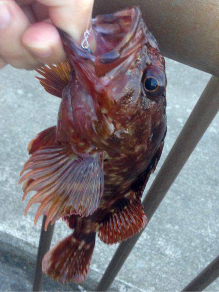 盆明けアジング