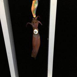 人＞ケンサキイカ